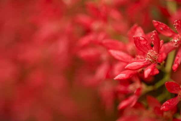 Foto macro di un fiore rosso su un ramoscello