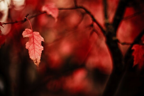 Red leaves on a tree branch