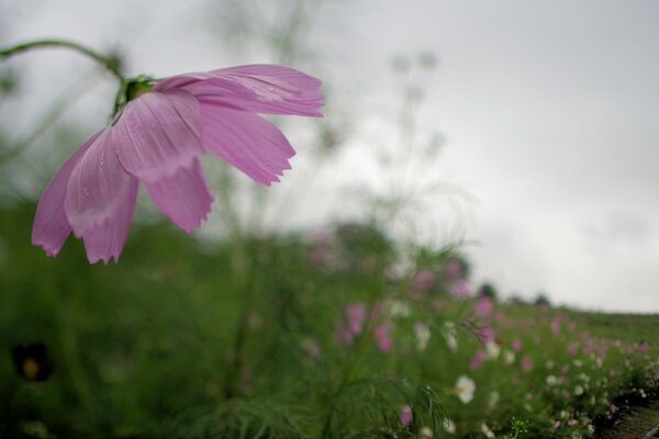 Natura. Liliowe kwiaty w polu