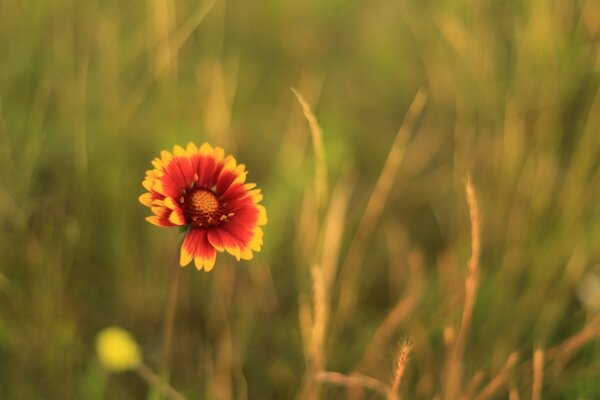 Hermosa flor en el campo bajo el sol