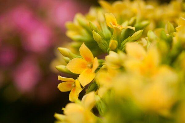 Gelbe Blumen mit Rosen dahinter