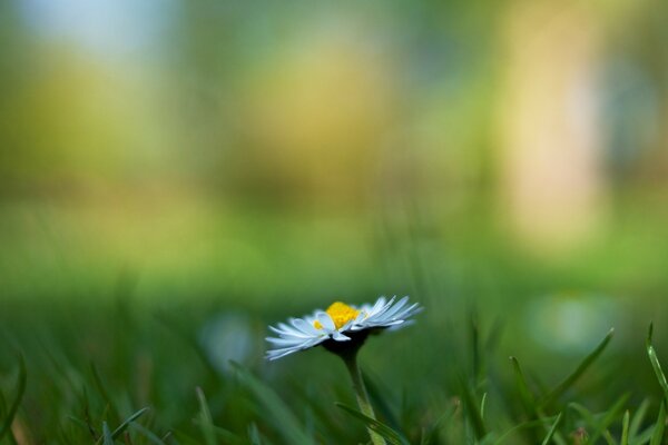 Flor solitaria sobre fondo de hierba