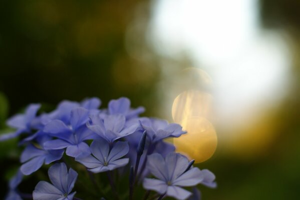 Fleurs violettes sur fond flou