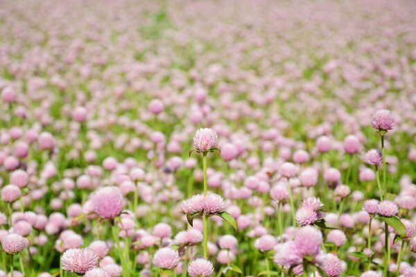 Clairière de fleurs roses avec des feuilles