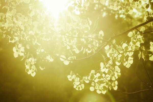 The light of the sun in the aspen branches