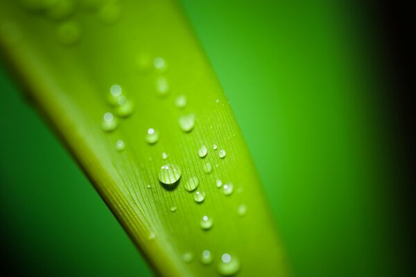 Water drops on a green leaf