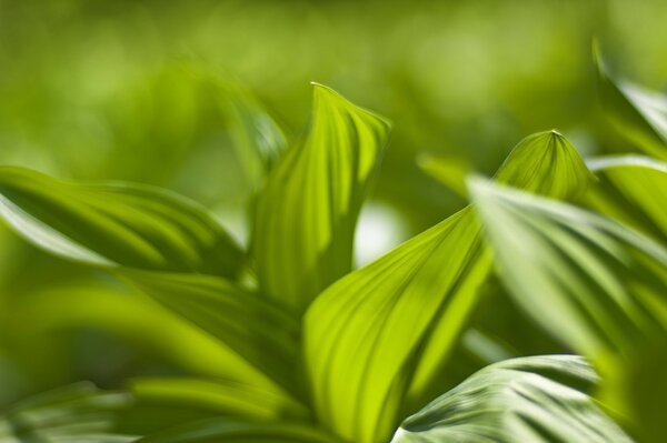 Green splendor. Abstraction. Nature leaves sails