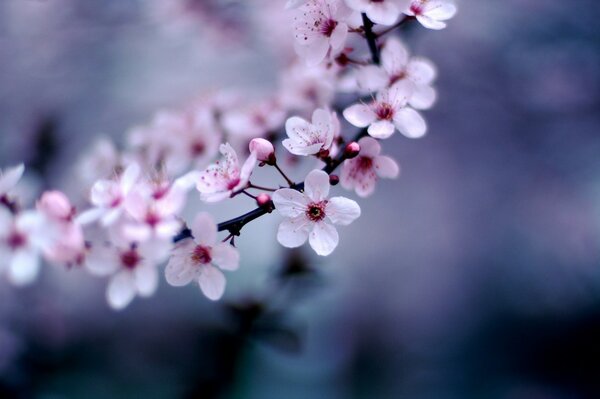 Fleur rose tendre sur une branche