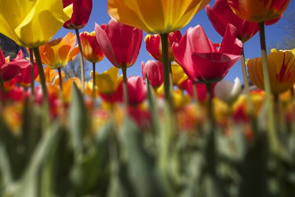 Farbe. Eine Plantage mit bunten Tulpen