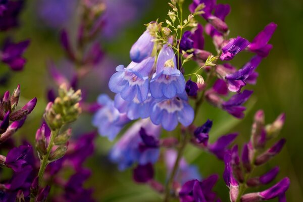 Photo de bourgeon dans le monde macro