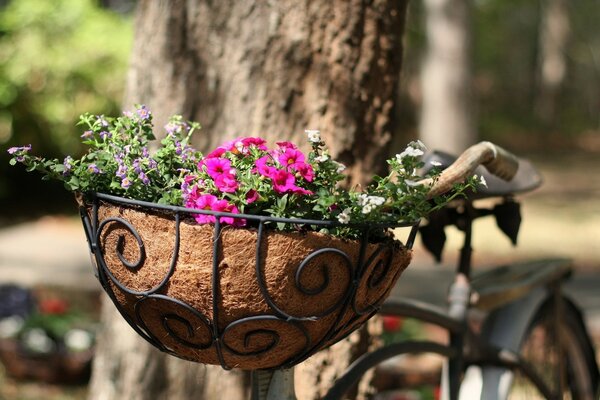 Potted flowers on the street