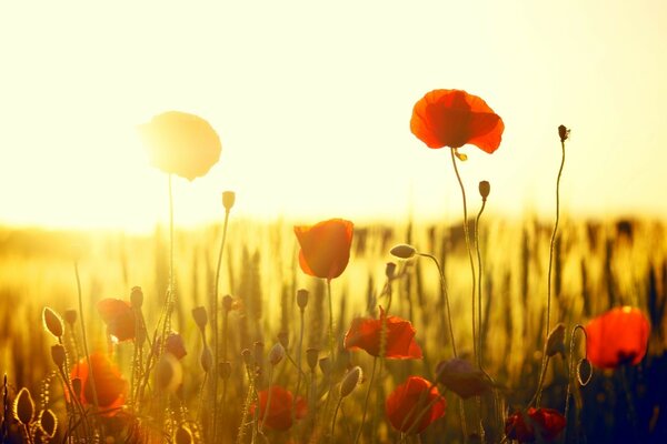 Field of poppies on the background of sunset