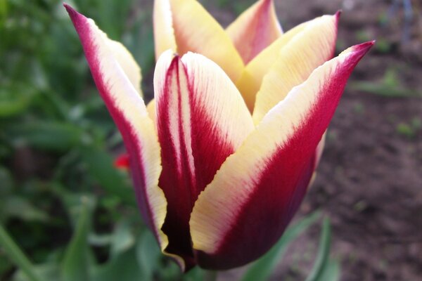 Rozwijający się czerwono-biały tulipan w ogrodzie warzywnym