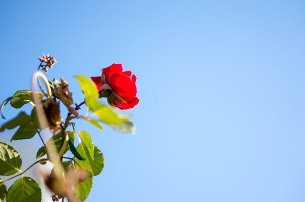 Jasny dzień i czerwony kwiat