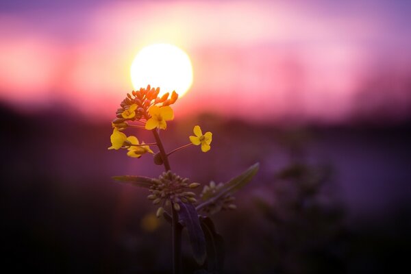 Piękny żółty kwiat o zachodzie słońca