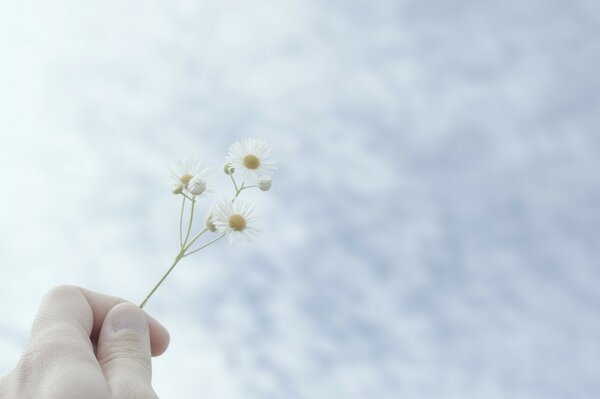 Hand hält eine Blume am Himmel