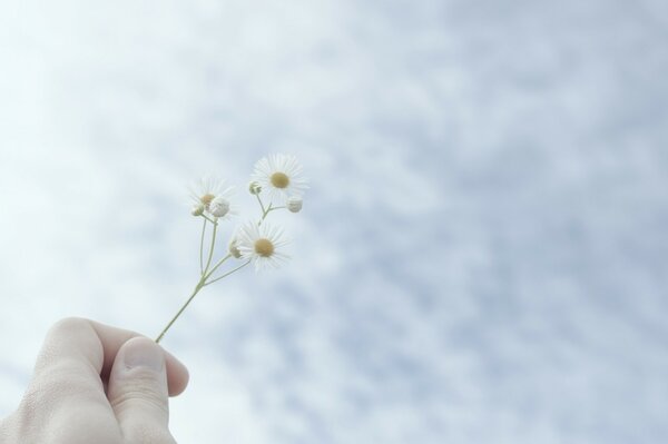 Рука держит цветок в небе