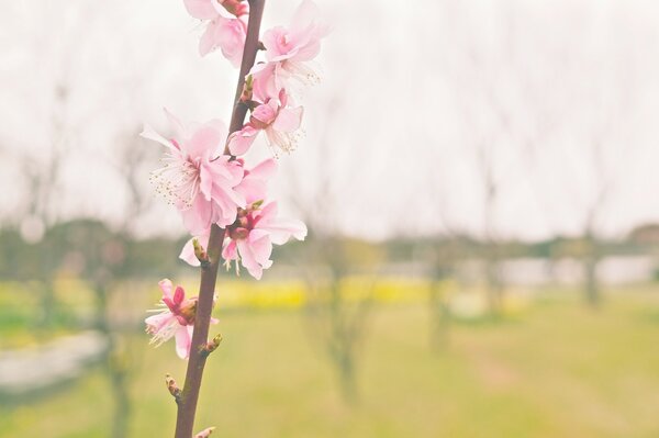 Pink fragrant cherry blossoms