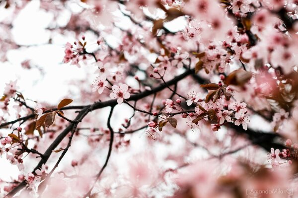 Rosewood flowers in spring