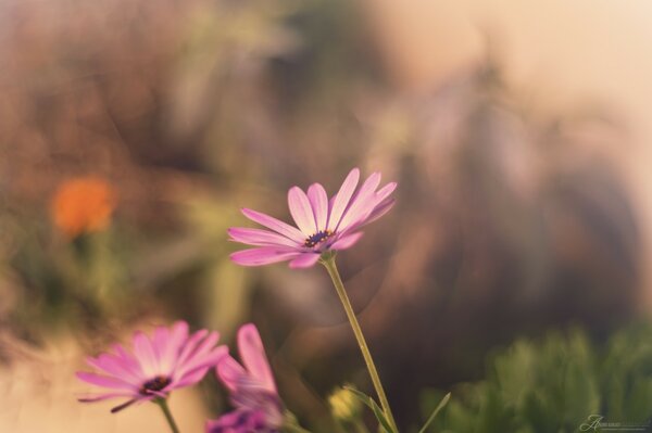 Pink flowers on a brown background