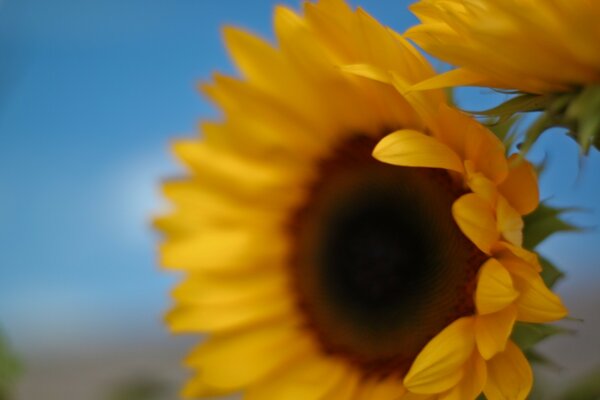 Sonnenblumenknospen-Fokus unter blauem Himmel