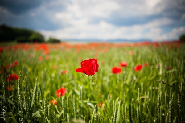 Rote Blumen unter der Sonne im Feld