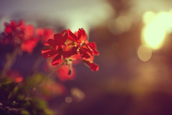 Delicati petali di fiori rossi