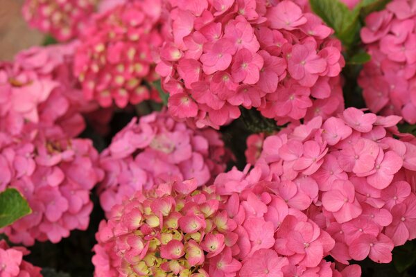 Ein Strauß rosa Hortensien. Makro