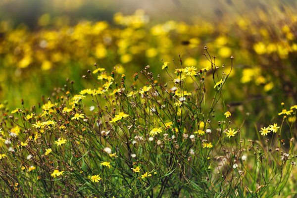 Yellow wildflowers in the grass