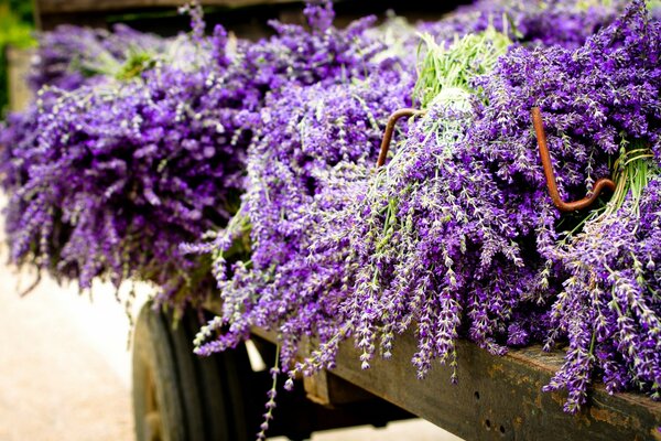 Fleurs violettes semblables au lilas