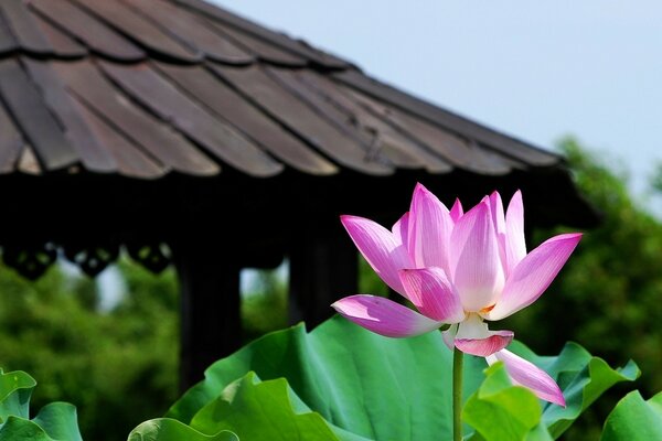 Macro photo of sky, flower and leaf