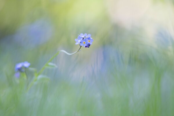 Blue forget-me-nots on a beautiful blurred background