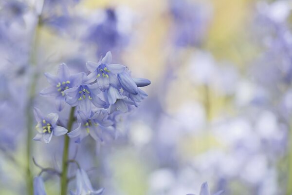 Small flowers of a delicate bell