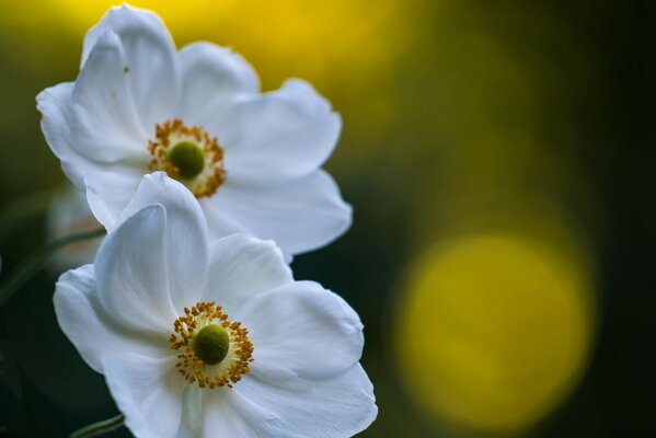 Macro mundo de flores blancas