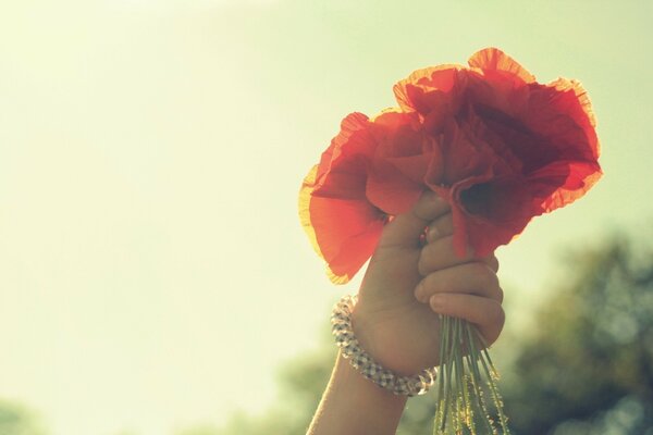 The symbol of summer is red poppies