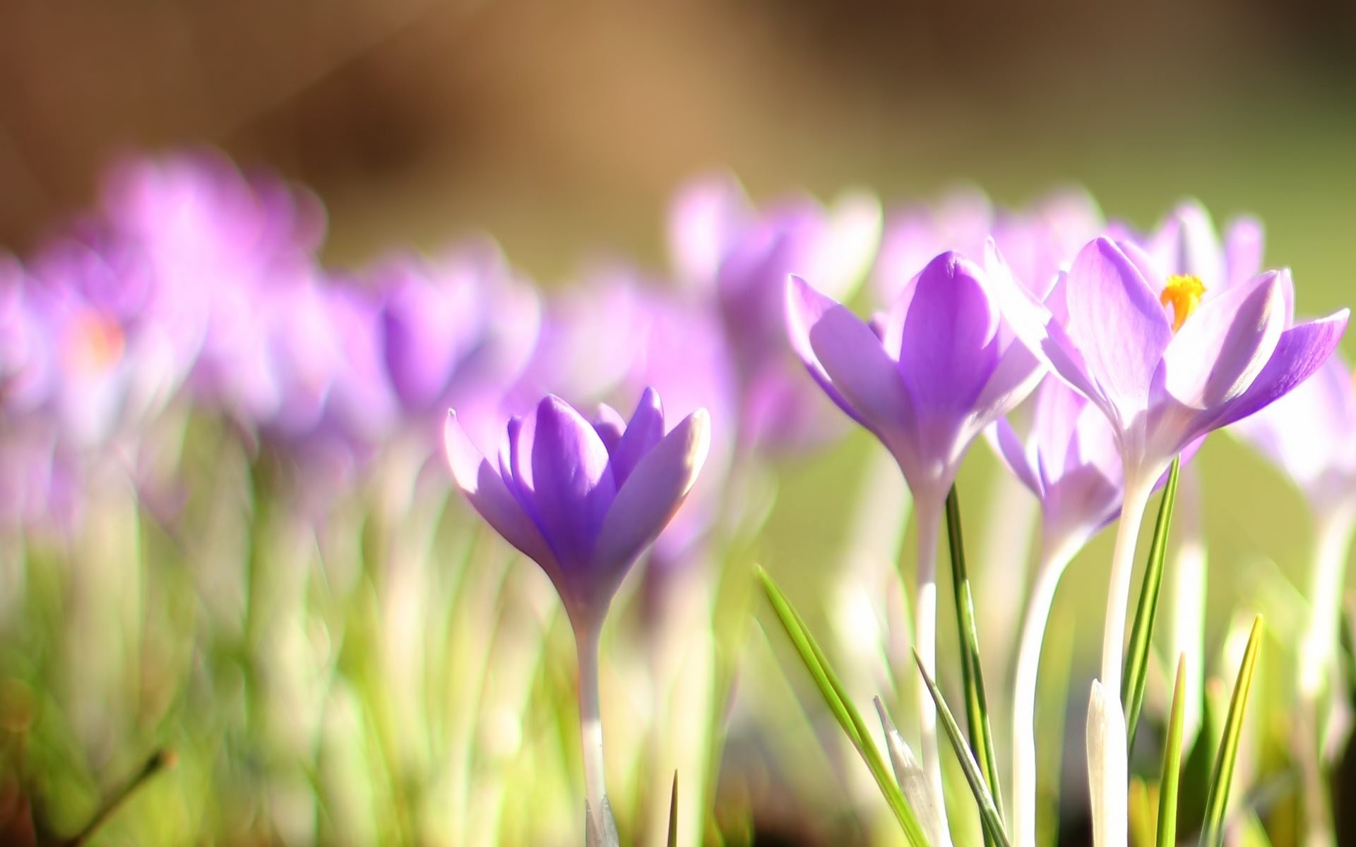 violet bokeh printemps intempéries