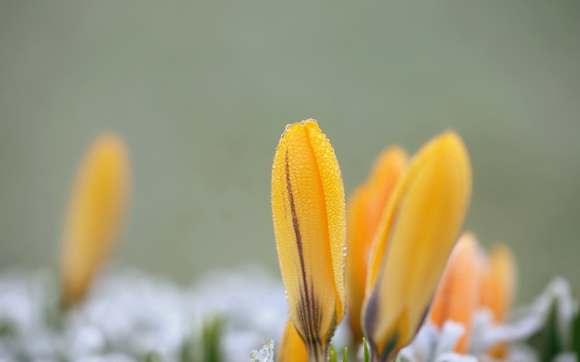 close up falls flower