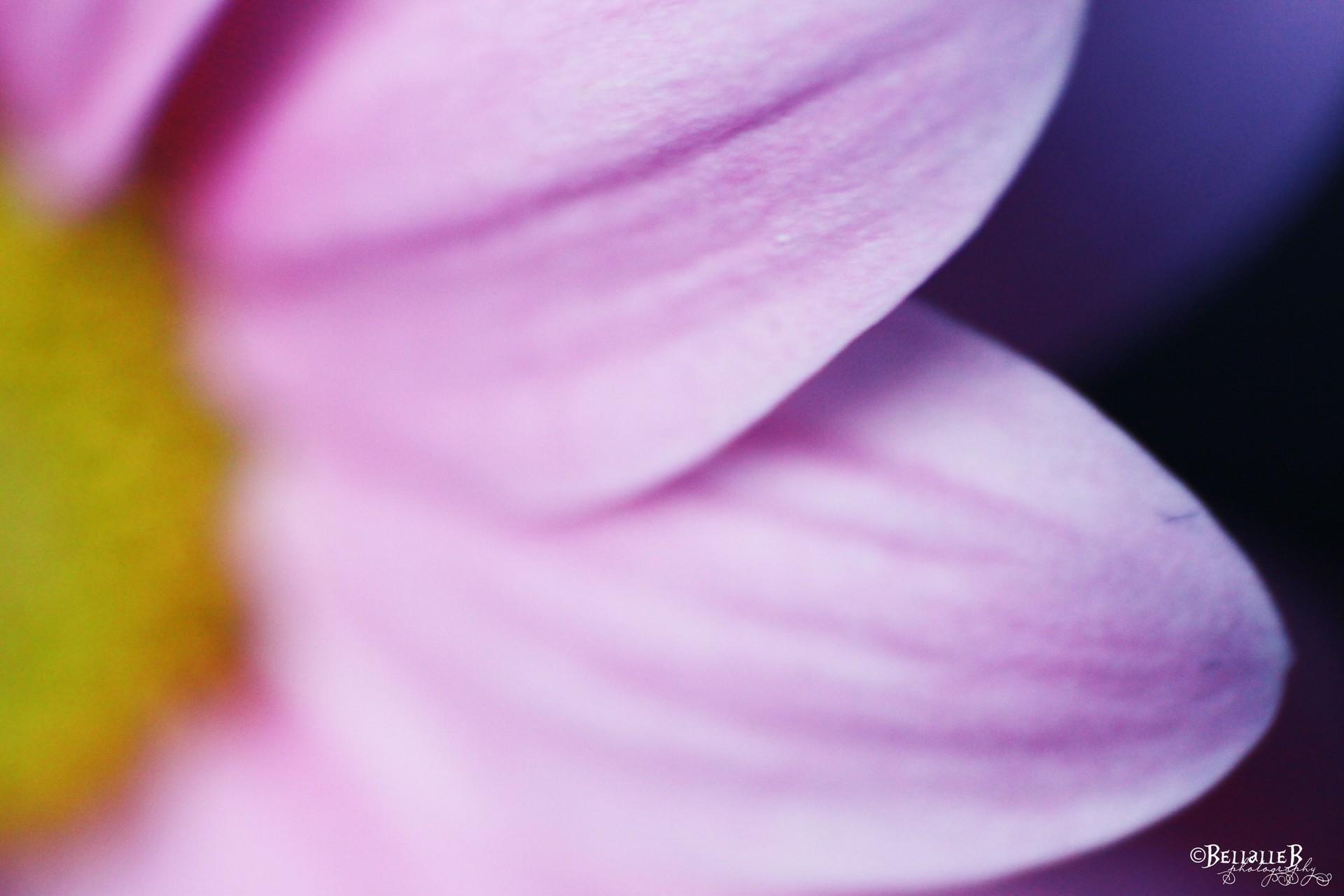 purple flower bell