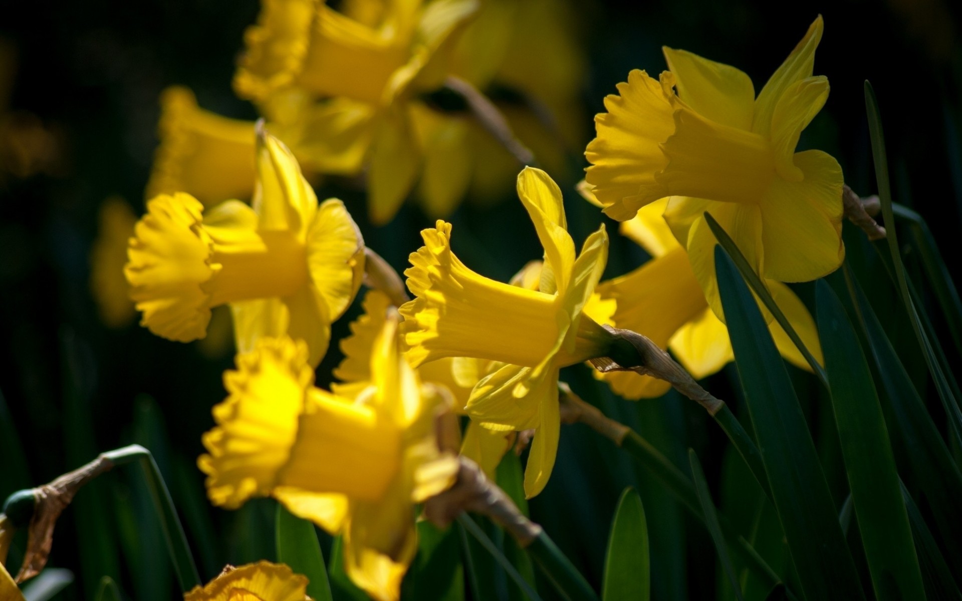 gros plan jonquilles jaune