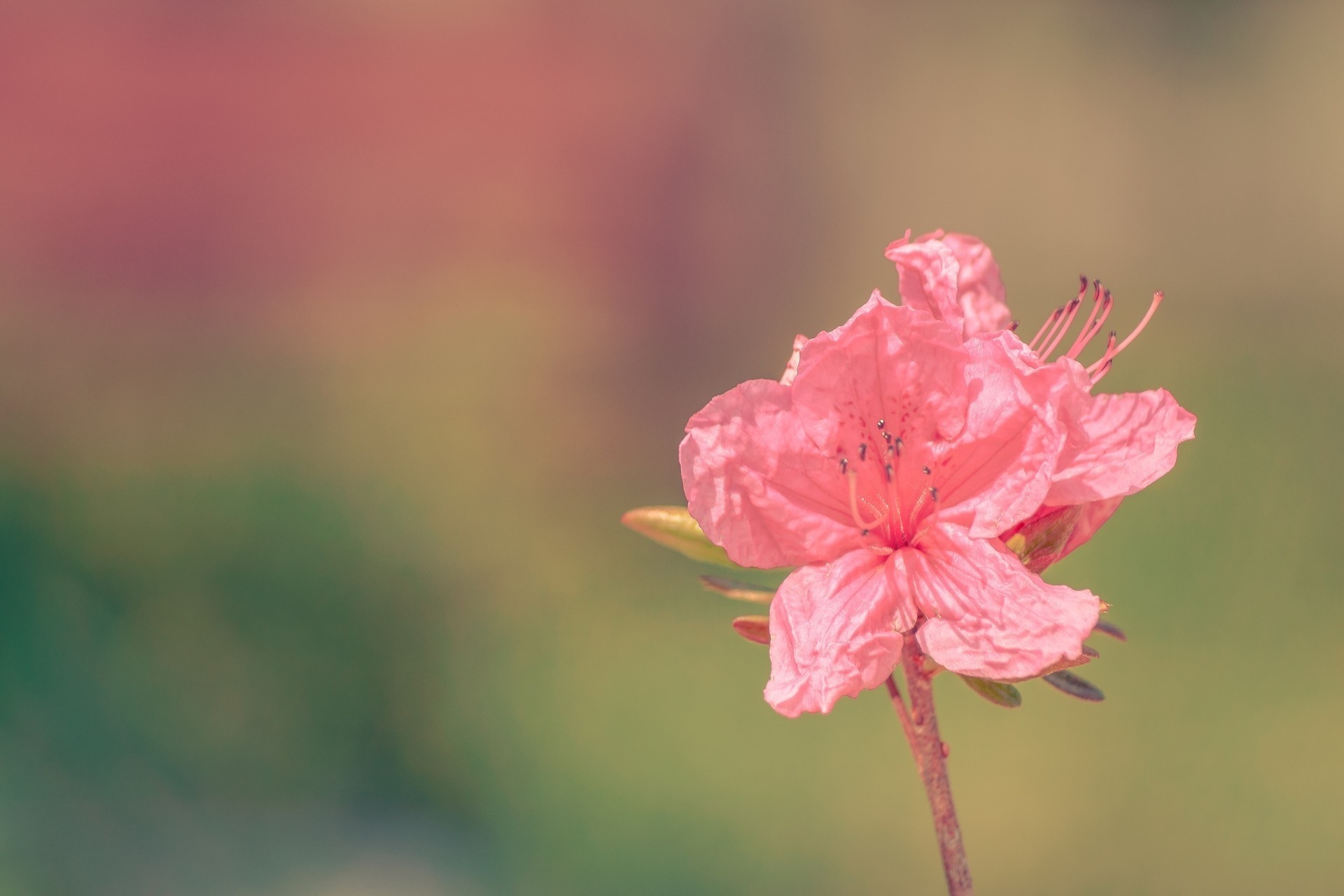 reale azalea fiore