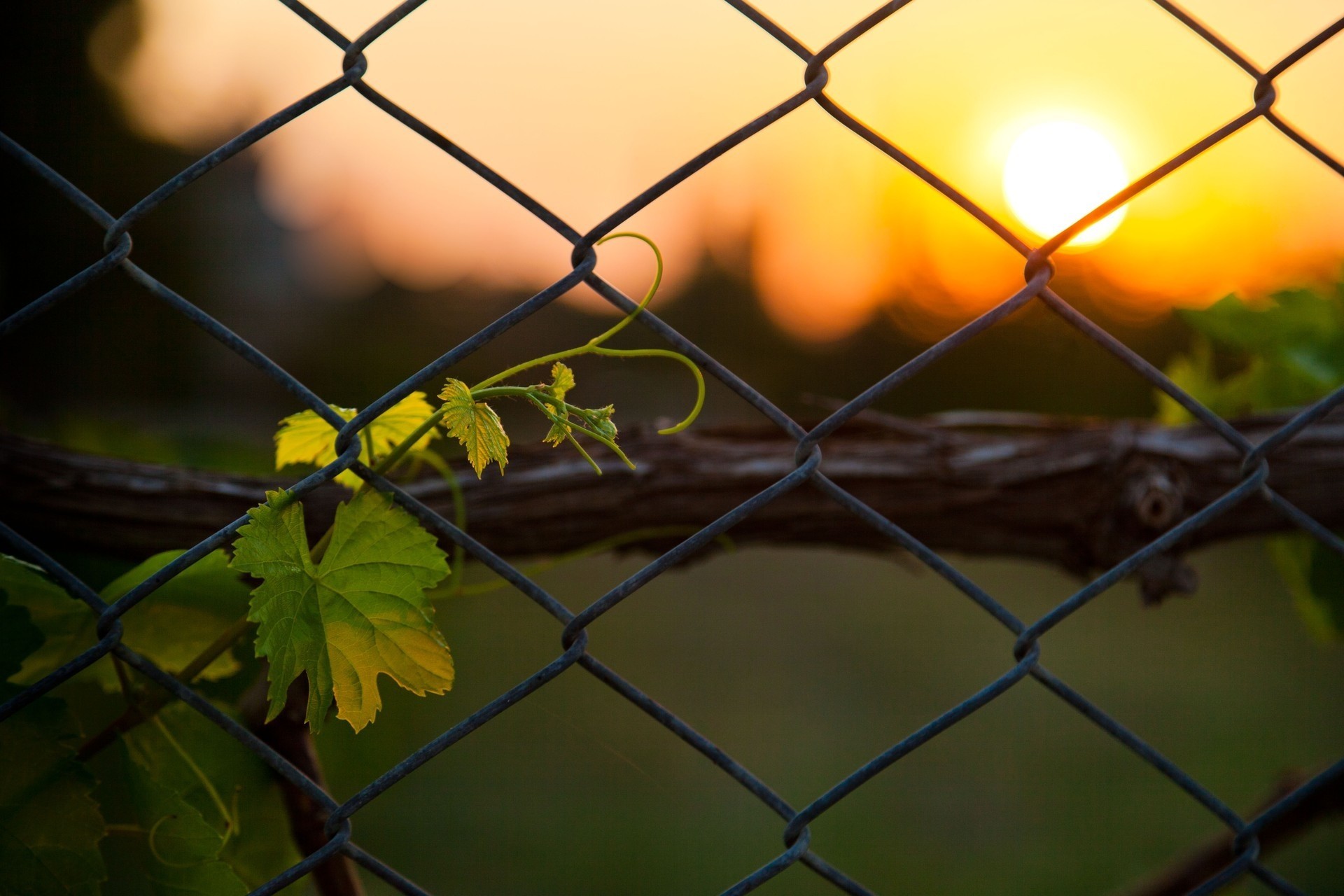 tramonto recinzione