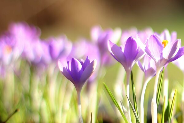 Feuchtlilien im Frühling im Morgengrauen