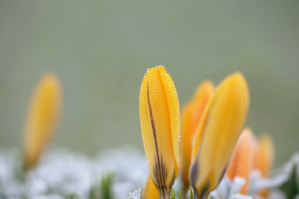 Macro disparo de la caída de la flor amarilla