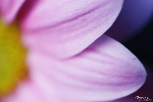 Nahaufnahme einer Blume mit lila Blütenblättern und einem gelben Kern
