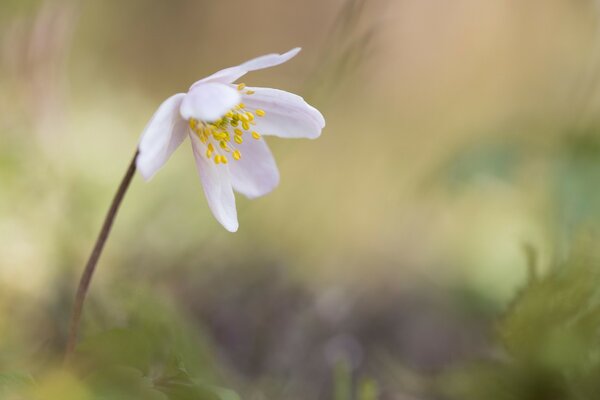 White flower on a blurry background