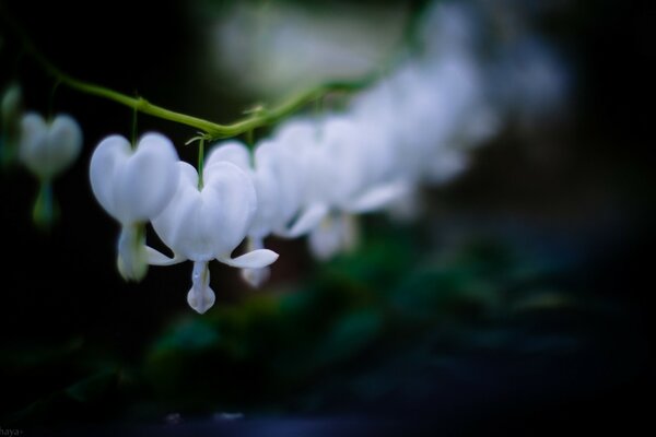 Hermosa flor Blanca en forma de corazón