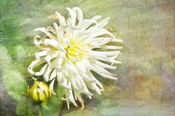 Textura de la flor blanca con el centro amarillo