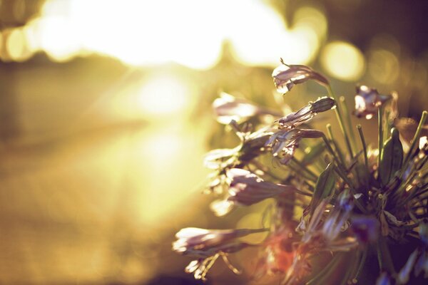 Kwitnące kwiaty w promieniach słońca