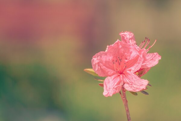 Royal color of the azalea flower