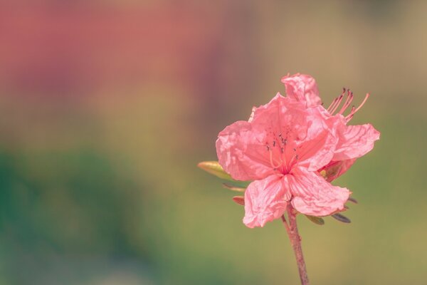 Color real de la flor de Azalea